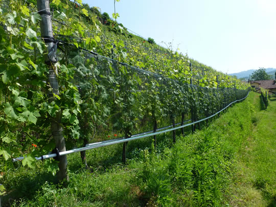 Nebbiolorebberg mit Hagelnetzen